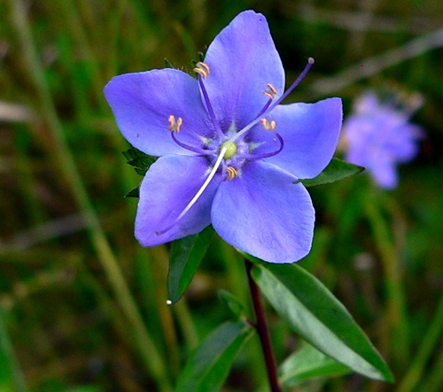 {Hydrolea corymbosa}